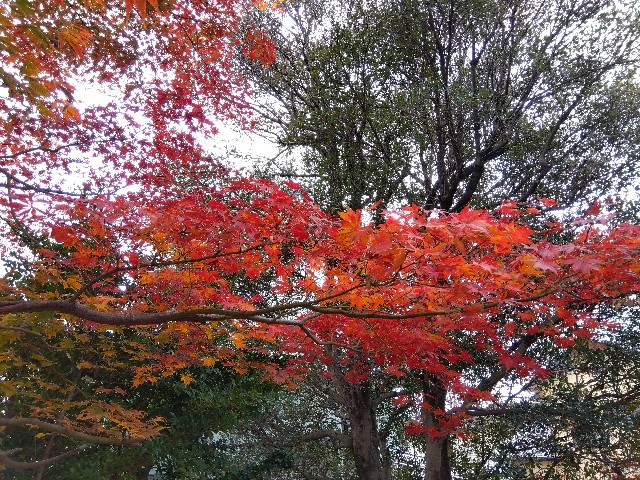 f:id:rainbow_peak:20251122192201j:image