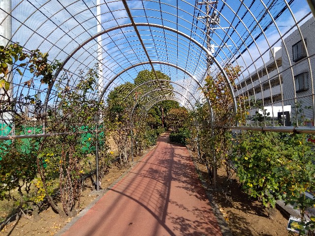 f:id:rainbow_peak:20251213130241j:image