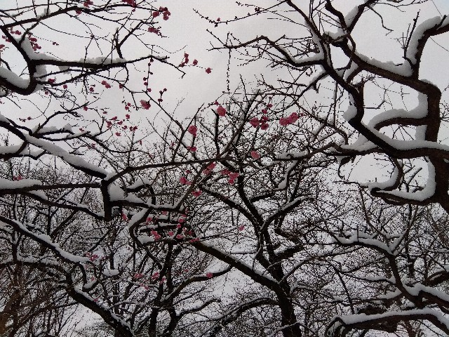 f:id:rainbow_peak:20260208154325j:image
