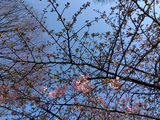 f:id:rainbow_peak:20260215190936j:image