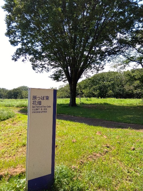 f:id:rainbow_peak:20260806125409j:image