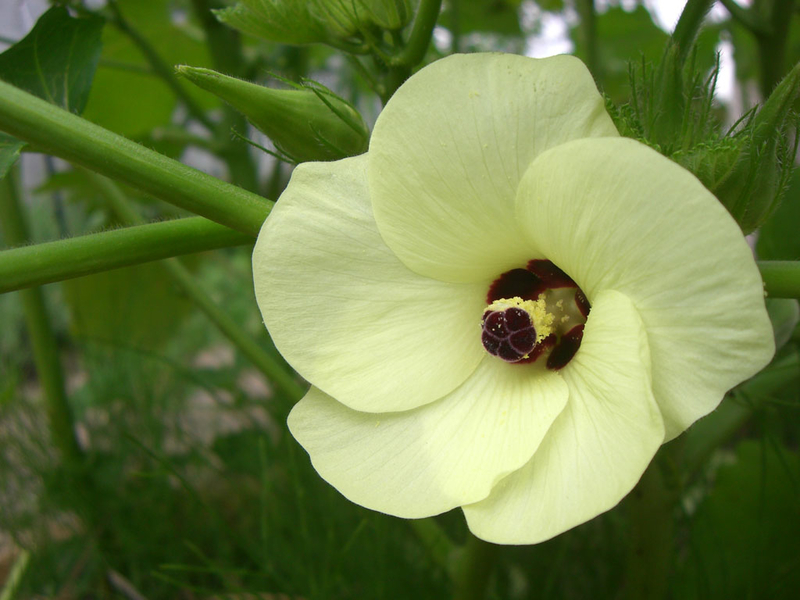 f:id:rainbowflowers:20190725235905j:plain