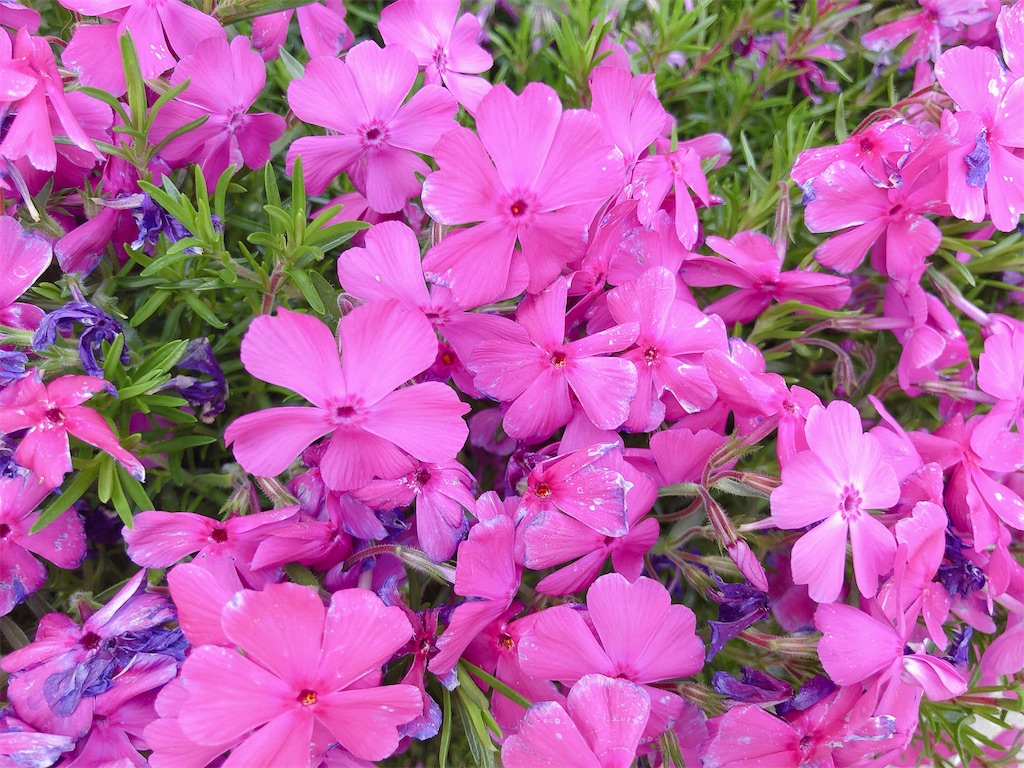 f:id:rainbowflowers:20200417172037j:image