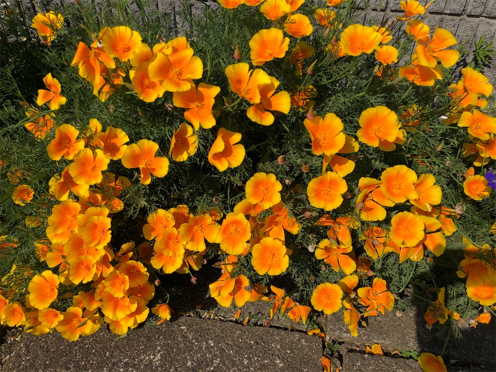 f:id:rainbowflowers:20200508203250j:image