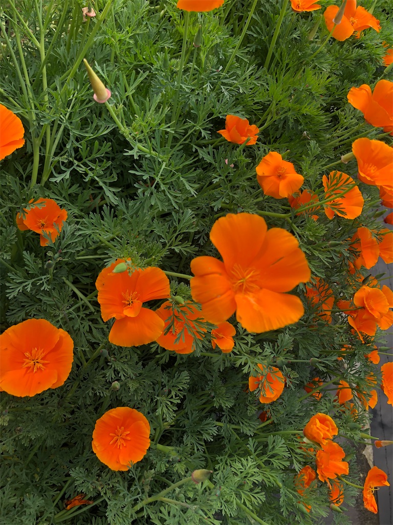 f:id:rainbowflowers:20200508212131j:image