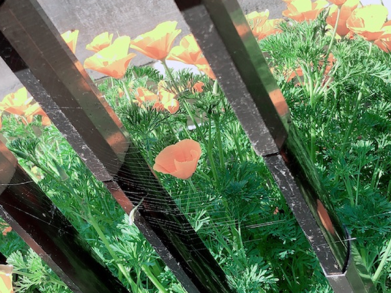f:id:rainbowflowers:20200510161733j:plain