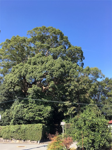 f:id:rainbowstation:20191109215318j:image f:id:rainbowstation:20191109215318j:image