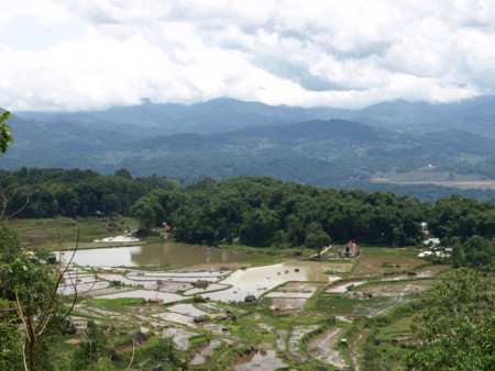 rice terrace