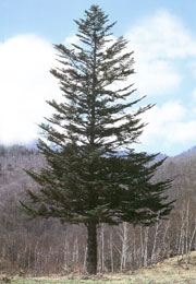 名曲紀行 vol.8 シベリウス《5つの小品》より〈もみの木〉 - 雨垂雑記