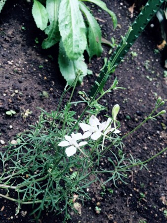 f:id:rainfall:20150613175413j:image
