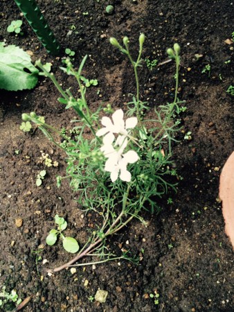 f:id:rainfall:20150616111437j:image