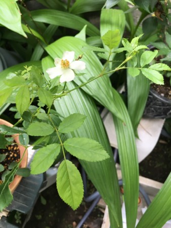 f:id:rainfall:20160616082514j:image