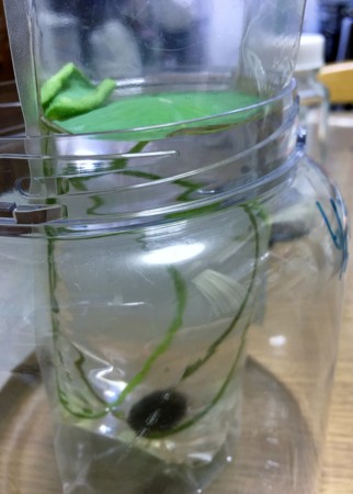 f:id:rainfall:20160620232930j:image