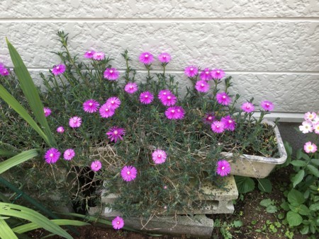 f:id:rainfall:20170530121054j:image