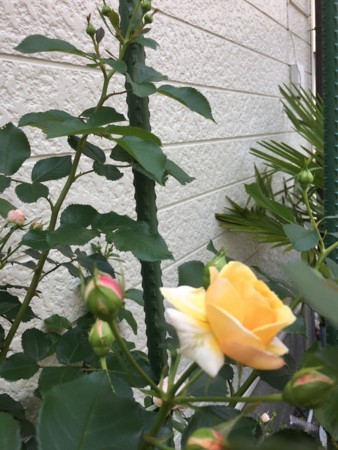 f:id:rainfall:20170530121124j:image