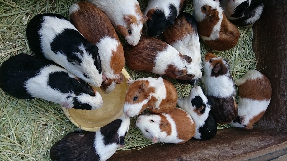 庚申山ミニ動物園は行かない方がいい 群馬県藤岡市 ぐんまでがんばる 庚申山ミニ動物園は行かない方がいい 群馬県藤岡市 ぐんまでがんばる