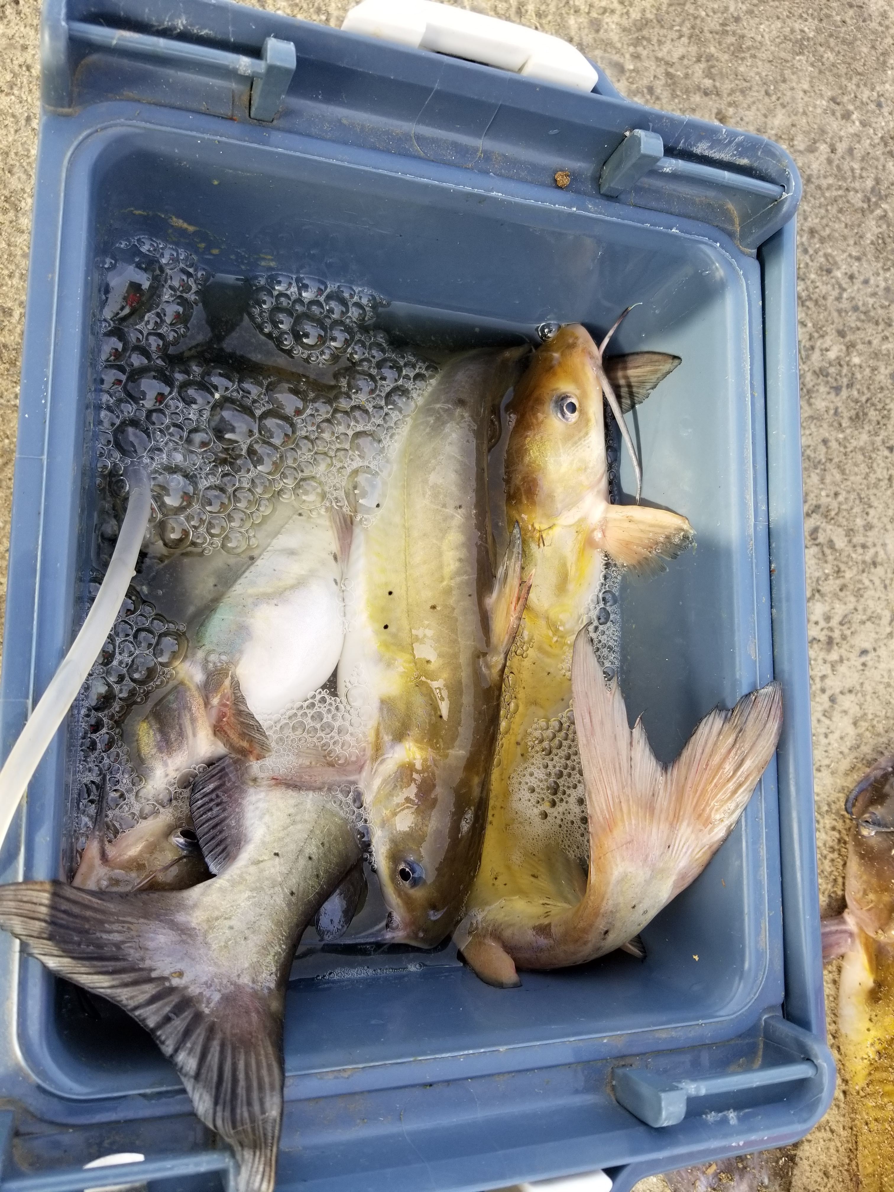 f:id:rainy_trout88:20230702090215j:image