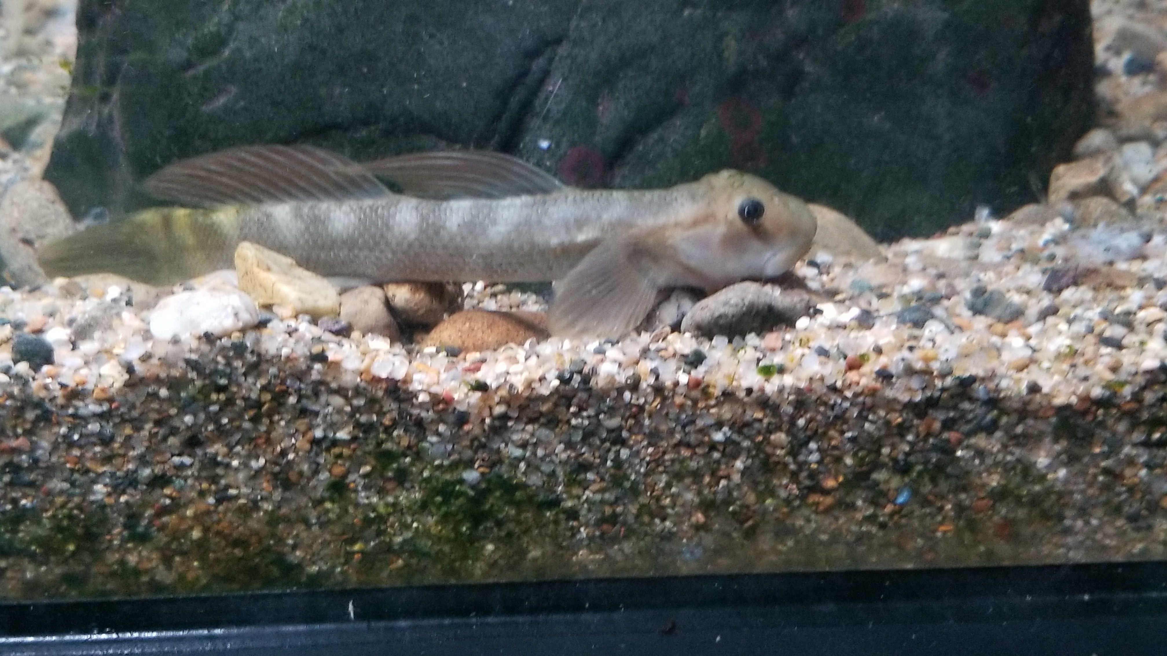 f:id:rainy_trout88:20230707190744j:image