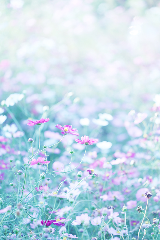 f:id:rainyajisai:20160804234603j:plain f:id:rainyajisai:20160804234603j:plain