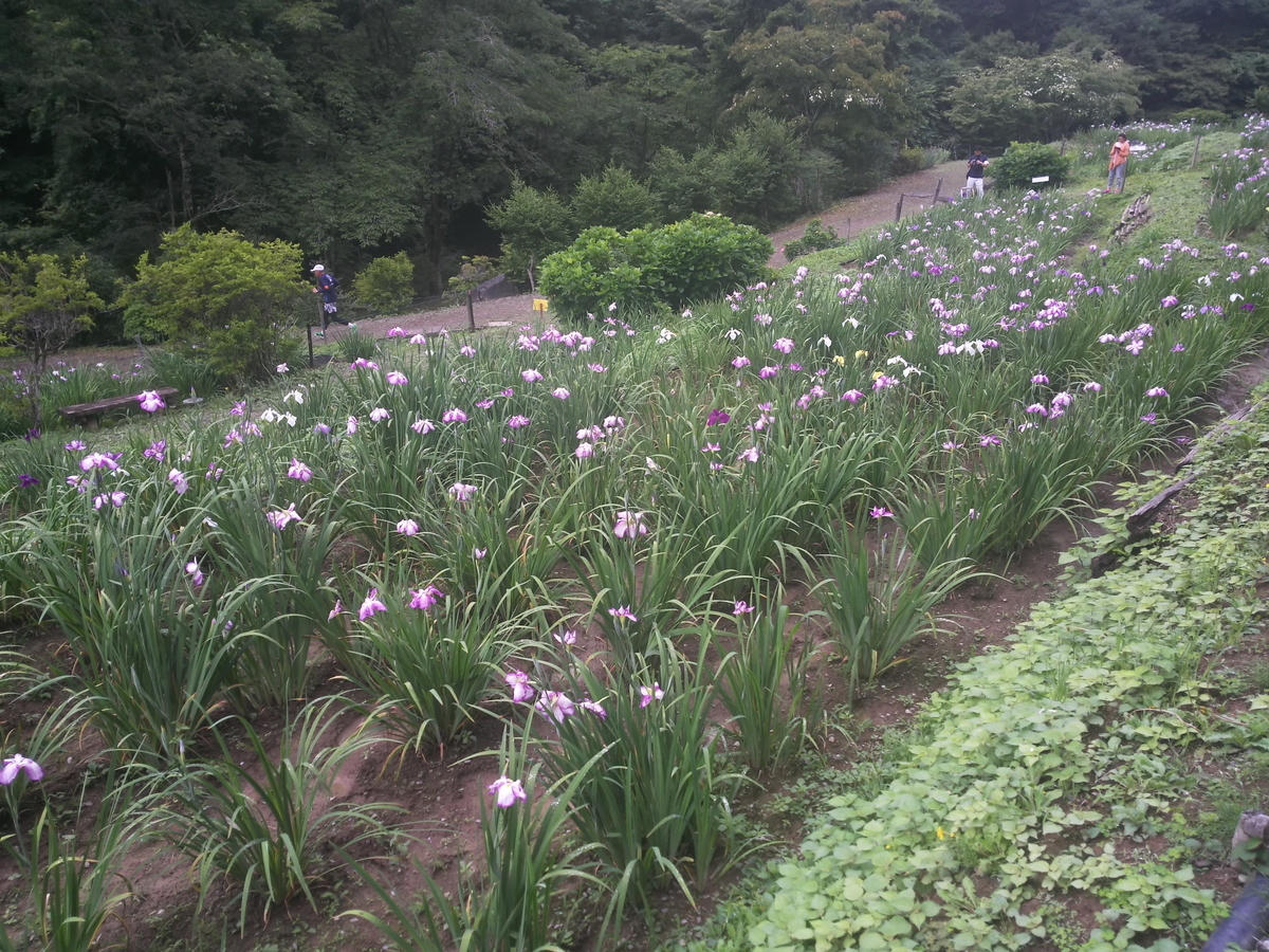 f:id:rainywood-609:20190624104431j:plain