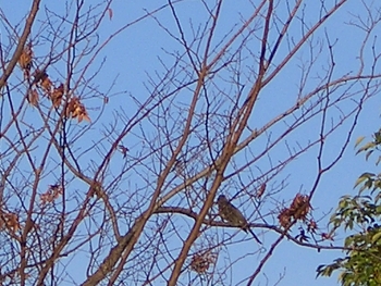 f:id:rairakku6:20071226082212j:image:left