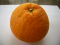[食べ物]甘夏柑
