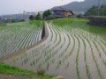 [風景]たんぼ