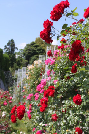 植物公園