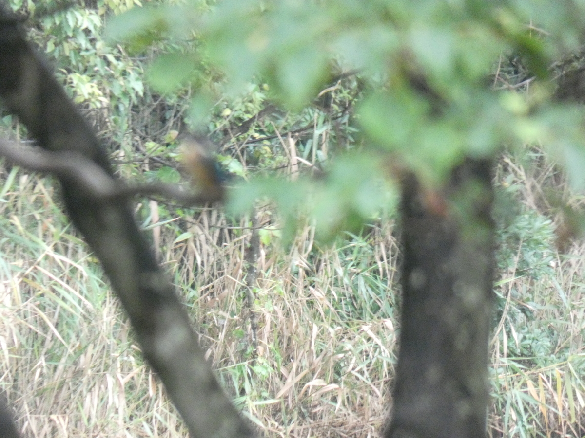 f:id:rairin:20210905004045j:plain