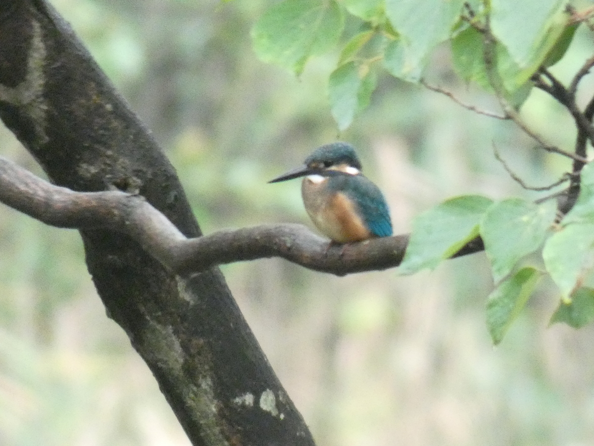 f:id:rairin:20210905004232j:plain