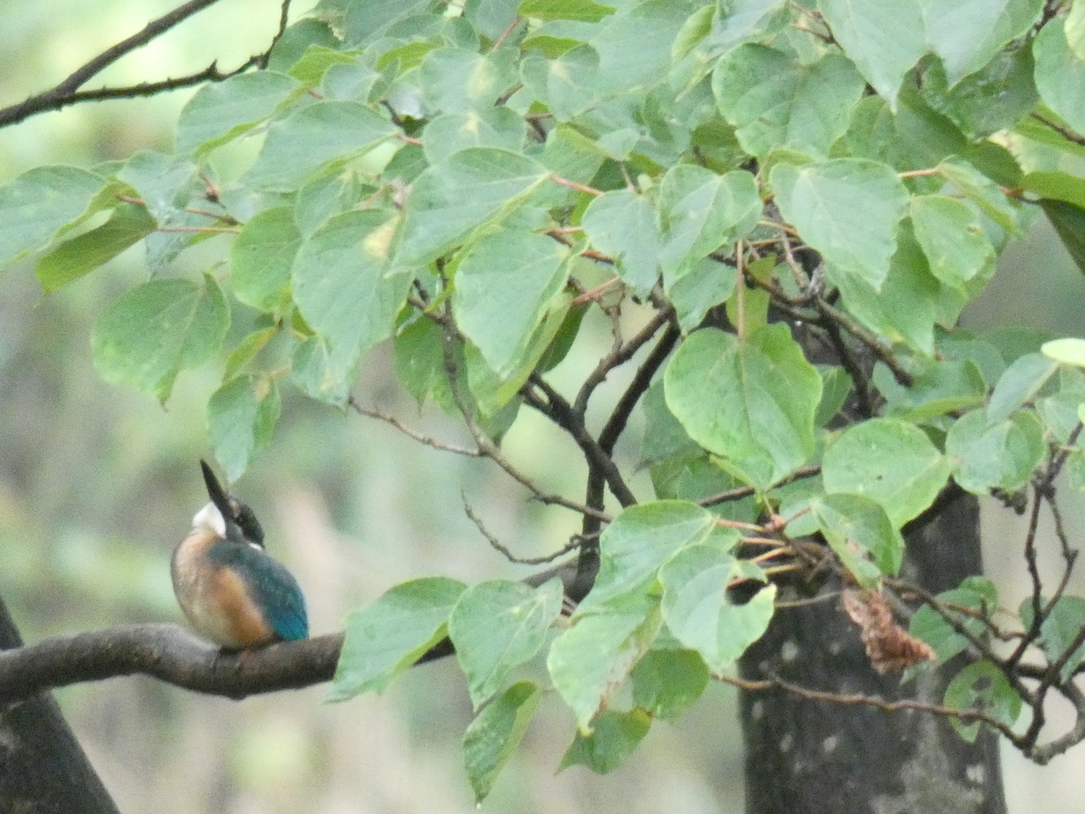 f:id:rairin:20210905004317j:plain