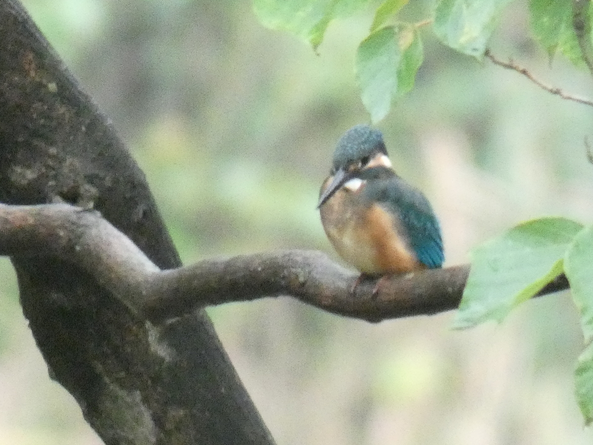 f:id:rairin:20210905004408j:plain