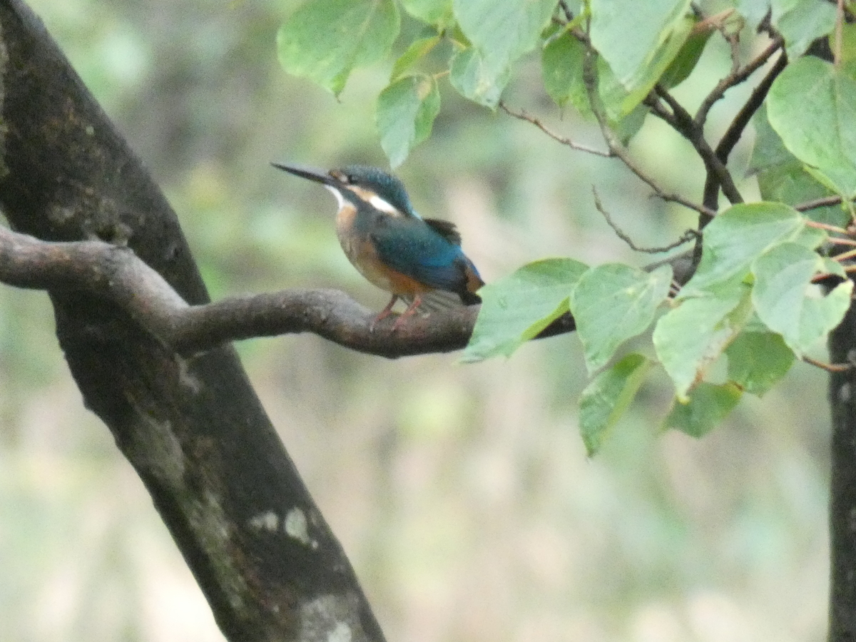 f:id:rairin:20210905004458j:plain