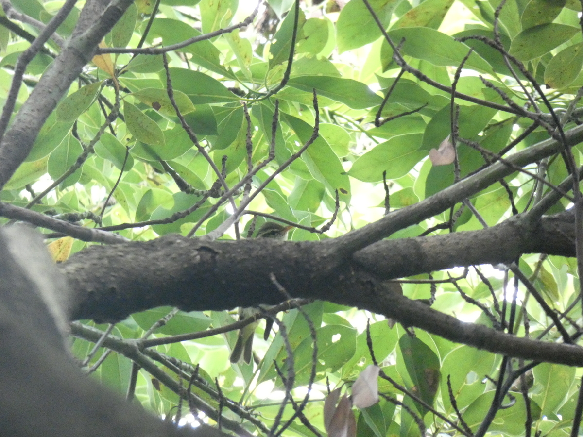 f:id:rairin:20210905004811j:plain