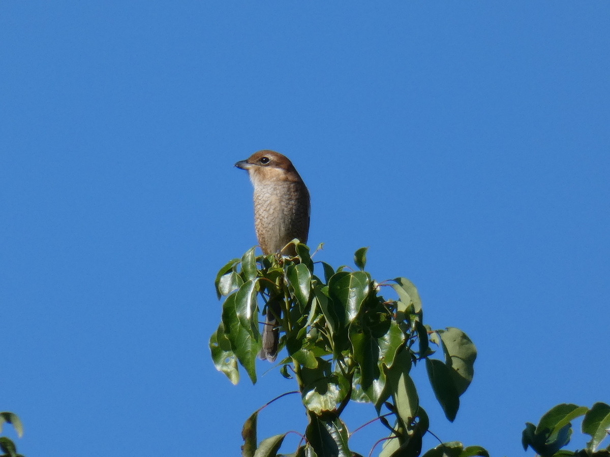 f:id:rairin:20211107155822j:plain