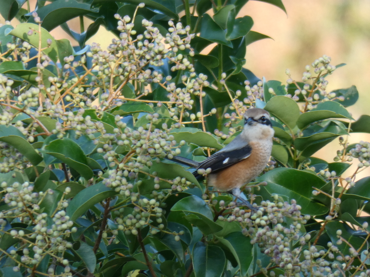 f:id:rairin:20211107160017j:plain