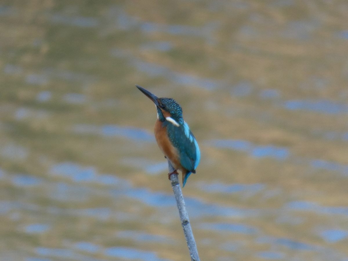 f:id:rairin:20211107160754j:plain