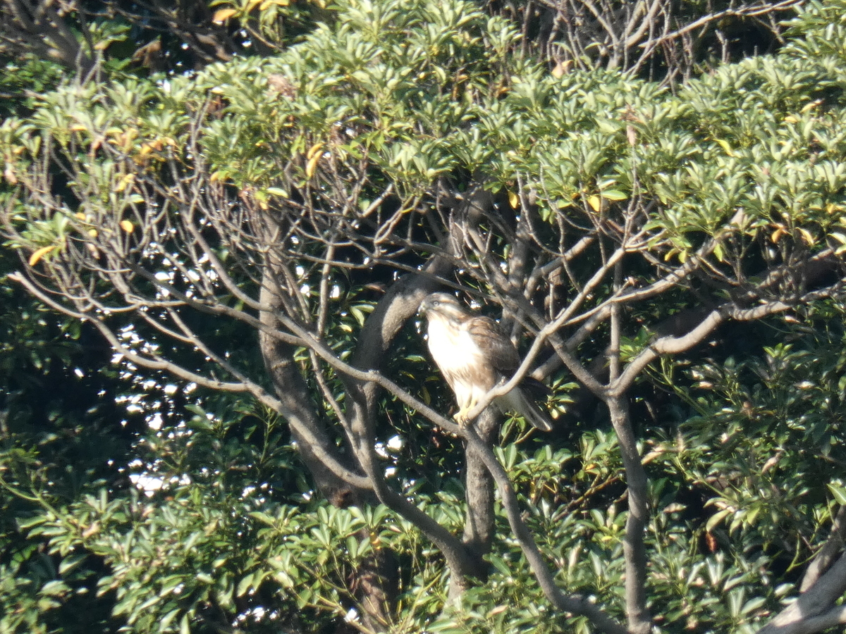 f:id:rairin:20211107161129j:plain