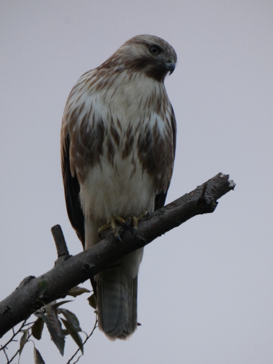 f:id:rairin:20211107161458j:plain