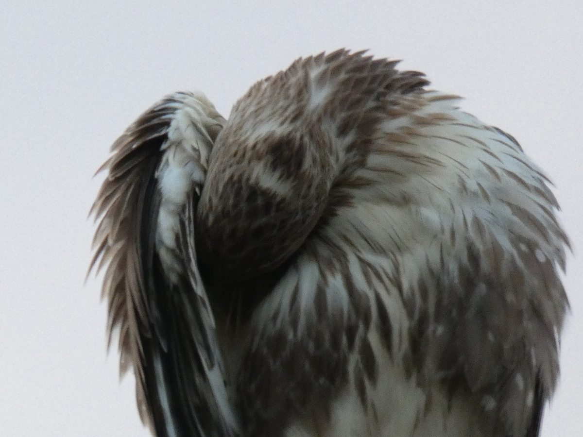 f:id:rairin:20211107161804j:plain