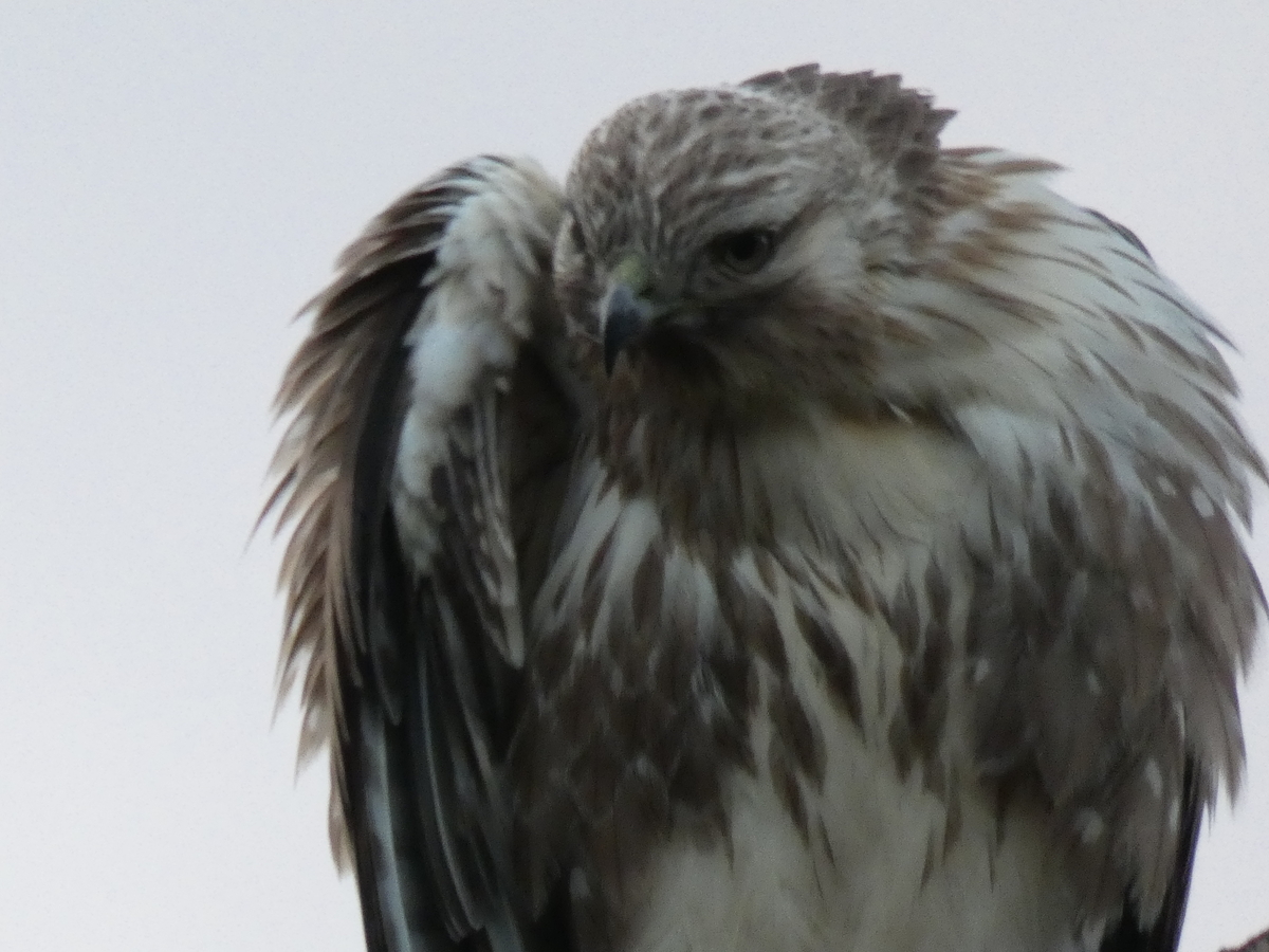 f:id:rairin:20211107161832j:plain