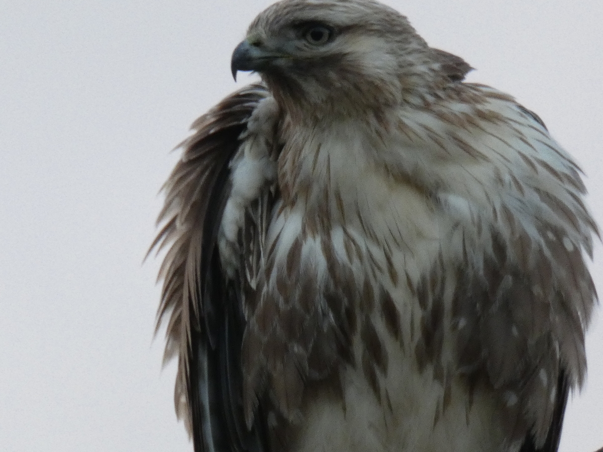 f:id:rairin:20211107161856j:plain