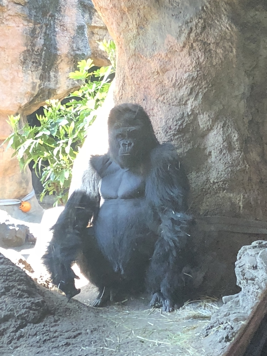 f:id:raise-sax:20190514203824j:plain f:id:raise-sax:20190514203824j:plain