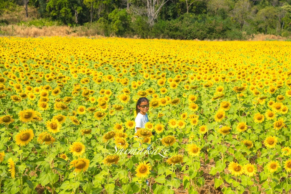 f:id:rakbaimai2:20210308123941j:plain