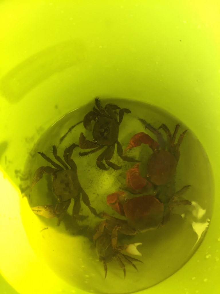 ごく普通のアラサーolが ウシガエル釣りに挑戦した話 前編 Adhd女子革命 プロボクサー緑川愛のカオスな日常