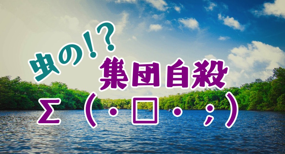 f:id:rakkoara:20190212161056j:plain