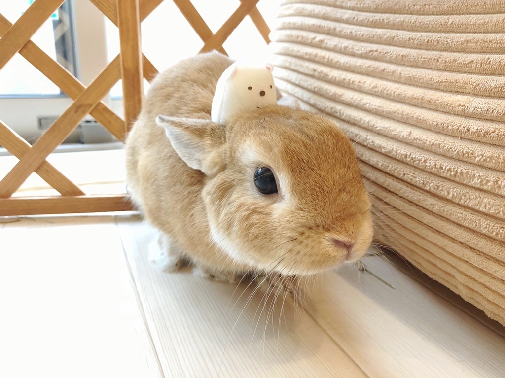 f:id:rakkomaru:20181230223606j:plain f:id:rakkomaru:20181230223606j:plain