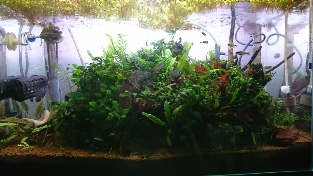たまには水槽も 楽アクアらいふ 釣り