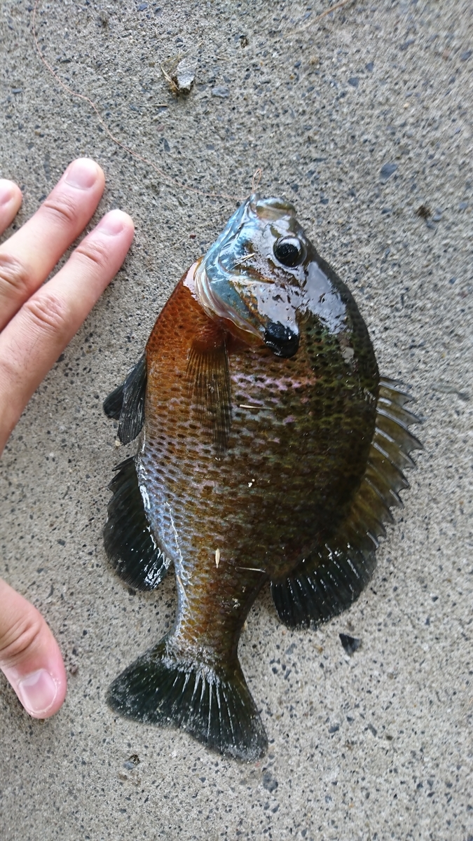 f:id:raku-aqua:20190630191930j:plain