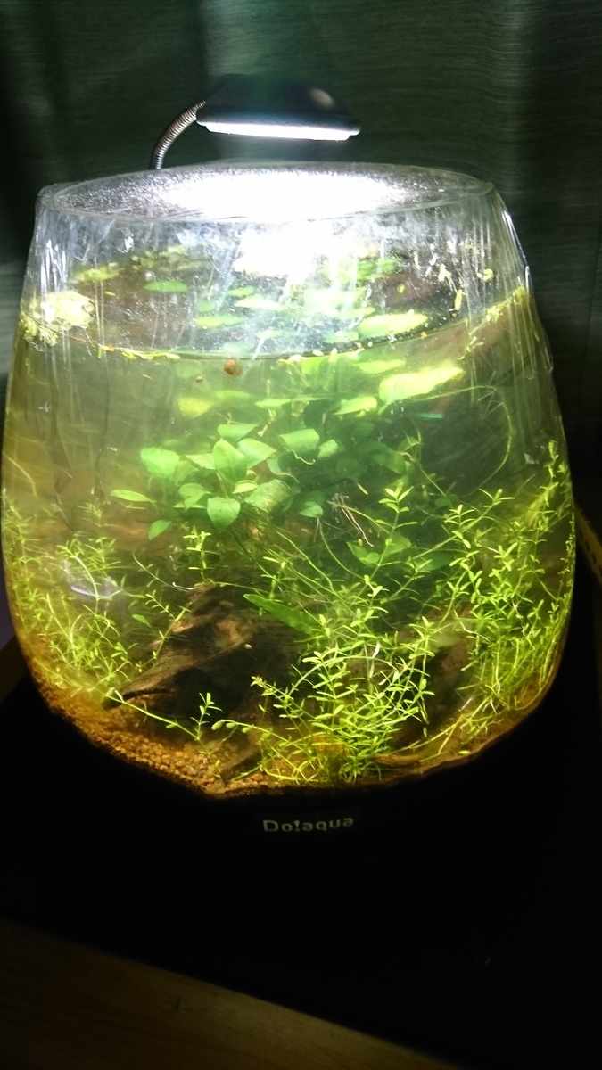 f:id:raku-aqua:20191210204307j:plain